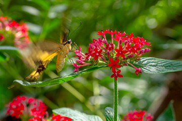 Macro shots, Beautiful nature scene. Closeup beautiful butterfly sitting on the flower in a summer garden.