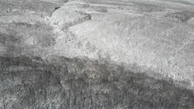 Beautiful winter forest. The trees are covered with snow and frost. View from the verdu over the forest. Flight between trees.