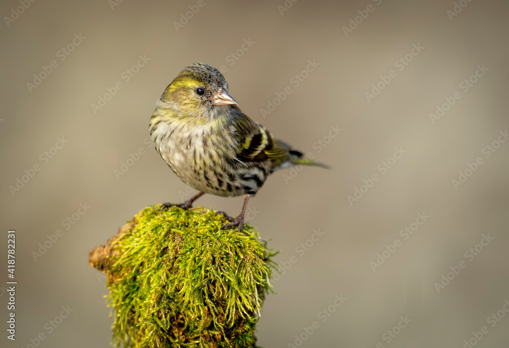 Sticker siskin ( carduelis spinus ) bird close up