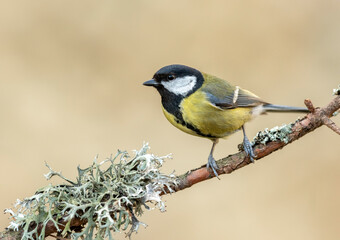Obraz premium Great tit close up ( Parus major )