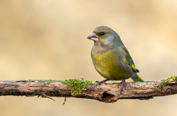 European Greenfinch ( Carduelis chloris )