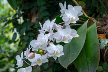 Close up beautiful shot of flower