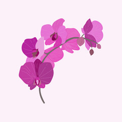 pink orchid isolated on white background. Vector flower. Flower shop