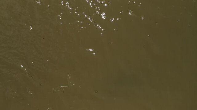 Tail of a giant american crocodile disappearing in troubled water Costa Rica aerial top shot