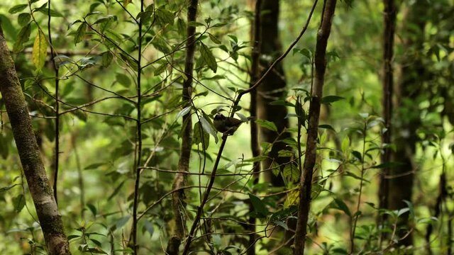 Cute bird in the cloud forest Costa Rica tropical environment