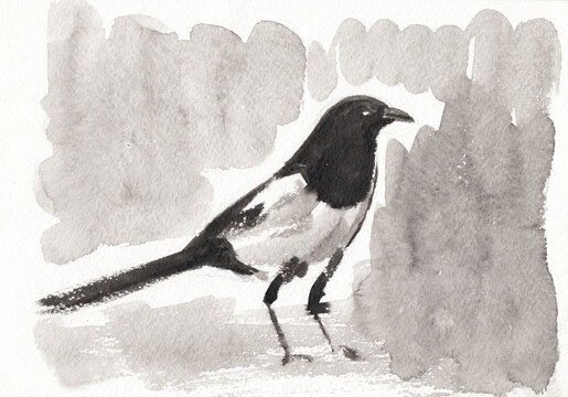 Bird magpie on the ground closeup artwork portrait. China ink hand drawn on watercolour paper texture