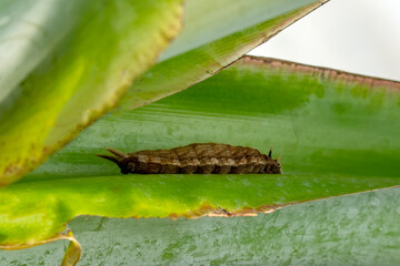 Amazing moment , Butterfly  and caterpillar