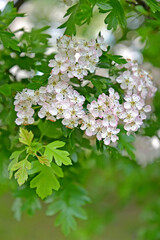Flowering hawthorn is single-penned (Crataegus monogyna Jacq.). Flowers and leaves