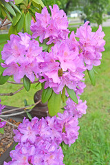 Flowering of pink rhododendron (Rhododendron L.). Major plan
