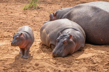 Hippopotamus family having a rest next to the water with baby walking about