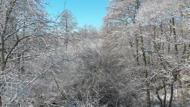 Beautiful winter forest. The trees are covered with snow and frost. View from the verdu over the forest. Flight between trees.