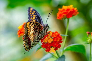 Macro shots, Beautiful nature scene. Closeup beautiful butterfly sitting on the flower in a summer garden.