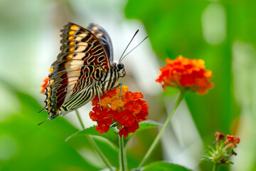 Macro shots, Beautiful nature scene. Closeup beautiful butterfly sitting on the flower in a summer garden.