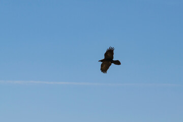 a brown necked raven soaring above a thin jet stream cloud at the Makhtesh Ramon crater in israel with a clear blue sky background