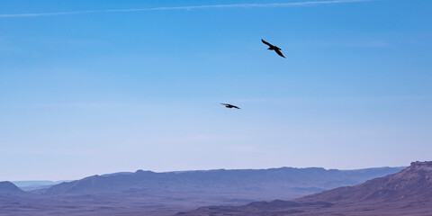two brown necked ravens Corvus ruficollis soaring on the wind currents over the Makhtesh Ramon crater in the Negev in Israel with a hazy blue sky background