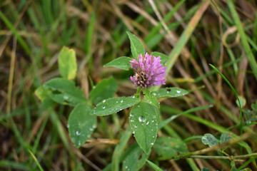 Purple meadow trefoil in the grass