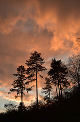 Fototapeta na wymiar Black silhouettes of trees at sunset, landscape, red sky