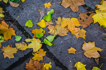 Fallen leaves on dry grass. Autumn background