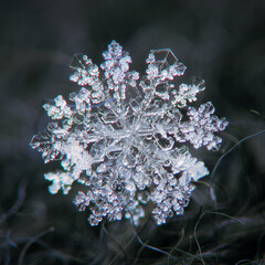 Snowflake glowing on dark textured background. Macro photo of real snow crystal: big stellar...