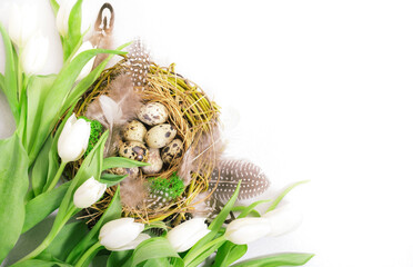 Spring Easter holiday white background with tulips, quail eggs and feathers in a nest. Banner with copy space. Top view