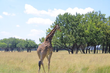 giraffe in the savannah