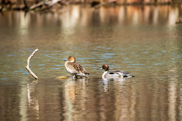 ducks on the lake