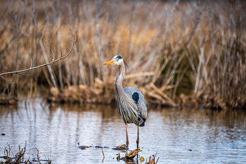 great blue heron
