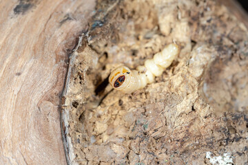 roundheaded wood borers, The longhorn beetles grub on the trunk of a walnut tree