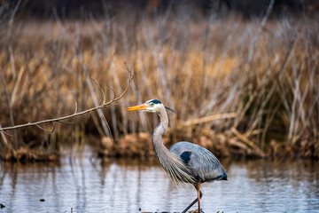 great blue heron