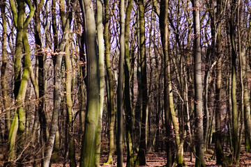 Obraz premium grass in the forest