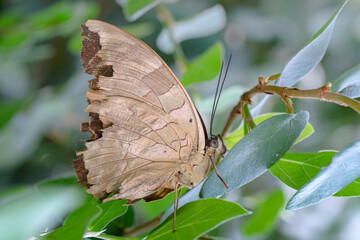 Macro shots, Beautiful nature scene. Closeup beautiful butterfly sitting on the flower in a summer garden.