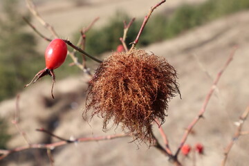Szypszyniec różany © Maciej Bonk