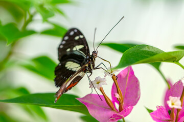 Macro shots, Beautiful nature scene. Closeup beautiful butterfly sitting on the flower in a summer garden.