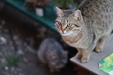 cat playing in the garden