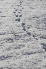 animal footprints in the snow