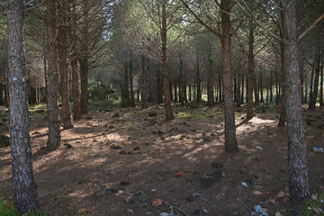 rows of trees in the forest