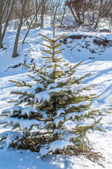 Christmas tree covered with snow