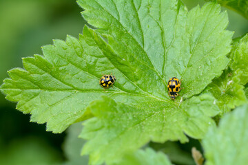 Two ladybugs  on green leaf