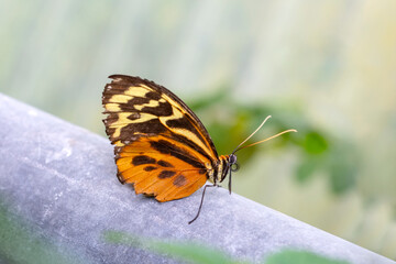Fototapeta na wymiar Closeup beautiful butterfly sitting on the flower in the Butterfly House