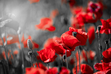 Obraz premium Beautiful red corn poppy flowers on black and white background. Remembrance day concept