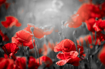 Beautiful red corn poppy flowers on black and white background. Remembrance day concept - obrazy, fototapety, plakaty