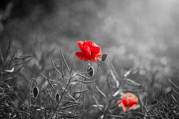 Beautiful red corn poppy flowers on black and white background. Remembrance day concept