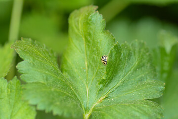 A  Ladybird on green leaf in nature