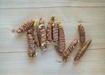 sprouting Curcuma plant bulbs
