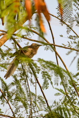 A beautiful bird sitting on branch of tree during autumn season