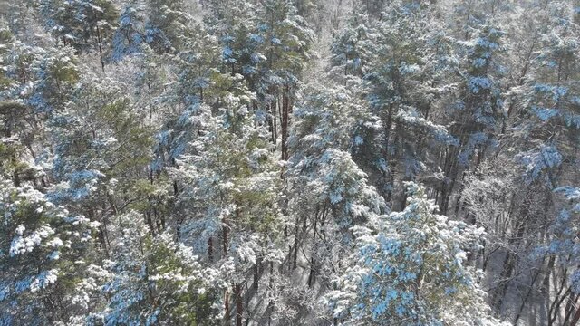 Beautiful winter forest. The trees are covered with snow and frost. View from the verdu over the forest. Flight between trees.