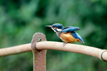 Juvenile kingfisher on rusting lakeside railings