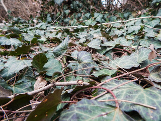Fototapeta premium ivy picks up color in spring