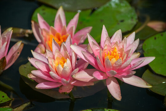 Three pink water lilies close up photography