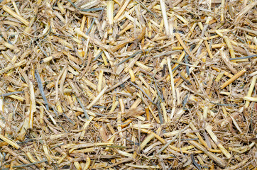 Medicinal herb Elytrigia (dry wheatgrass roots)